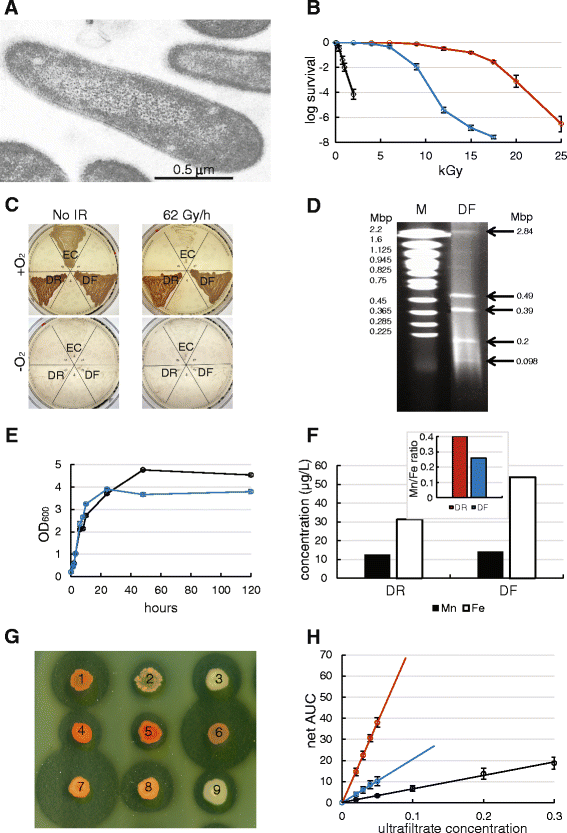 The radioresistant and survival mechanisms of Deinococcus