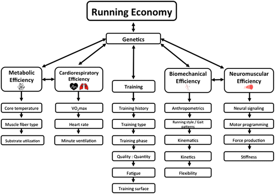 III. Factors Affecting Running Efficiency