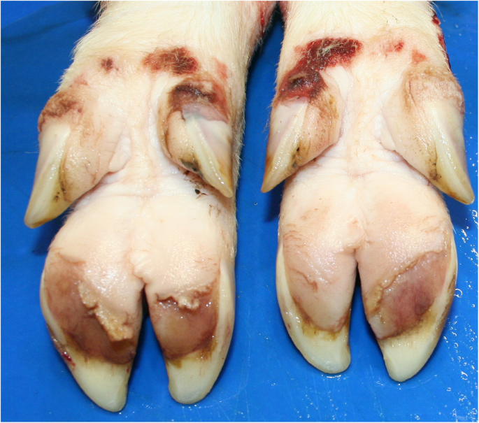 Lameness in fattening pigs – Mycoplasma hyosynoviae, osteochondropathy and  reduced dietary phosphorus level as three influencing factors: a case  report | Porcine Health Management | Full Text