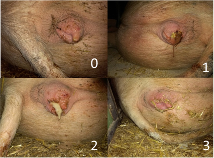 Vaginal discharge scoring system for postpartum dairy cows. (A) Clear