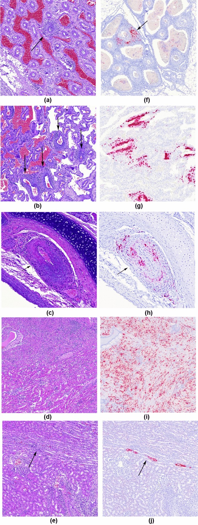 Frontiers  Porcine circovirus type 3: immunohistochemical detection in  lesions of naturally affected piglets