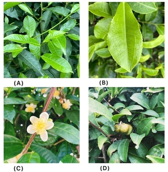 green tea extract richard bruno glutathione Protects Leptin-Deficient, Spontaneously Obese Mice from Hepatic Steatosis and Injury1, Tea beyond the cup: a