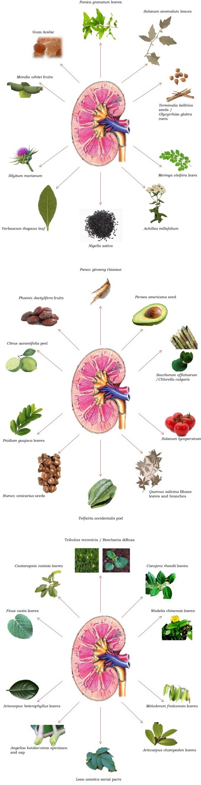 Plant-based nephroprotective agents: a review of strategies to combat  drug-induced kidney damage | Clinical Phytoscience | Springer Nature Link