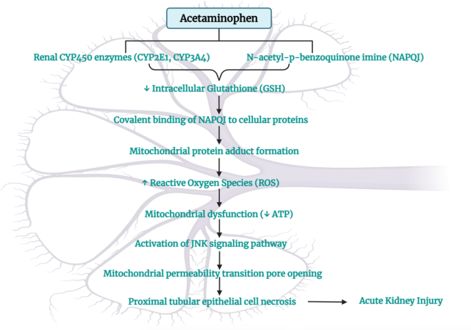 glutathione lucida ds A review of potential beneficial effects of herbal phytotherapy in mitigating drug-induced nephrotoxicity | Clinical Phytoscience Wells Fargo Everyday Checking Skincare for Fine Lines Style:Set 3 Type