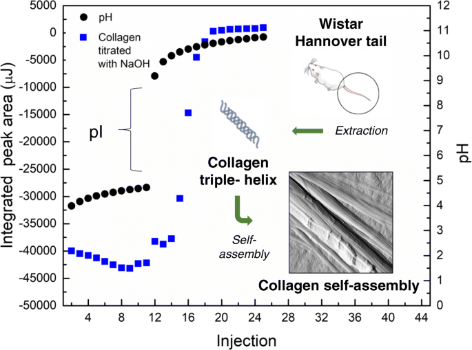 Self-assembly study of type I collagen extracted from male Wistar Hannover rat  tail tendons | Biomaterials Research | Full Text