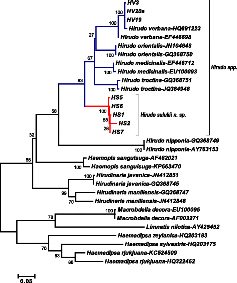 A new species of Hirudo (Annelida: Hirudinidae): historical biogeography of  Eurasian medicinal leeches, BMC Zoology