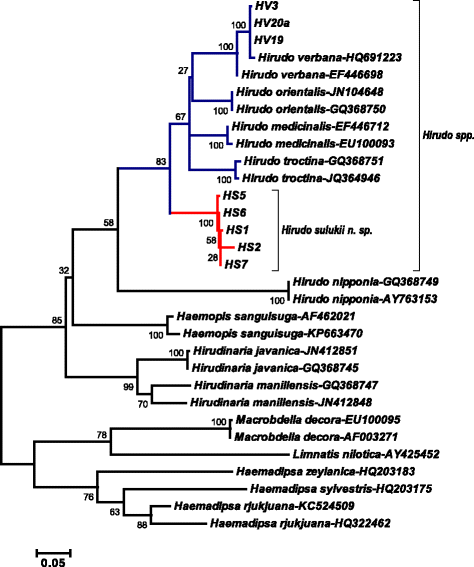 A new species of Hirudo (Annelida: Hirudinidae): historical