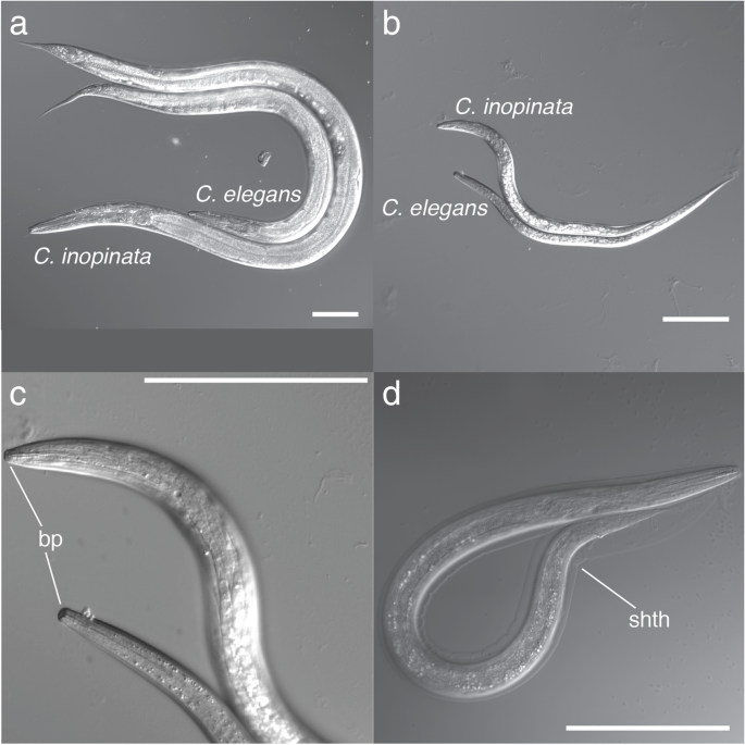 Elegans cookie cutterCaenorhabditis Nematode roundworm research Microscope C 