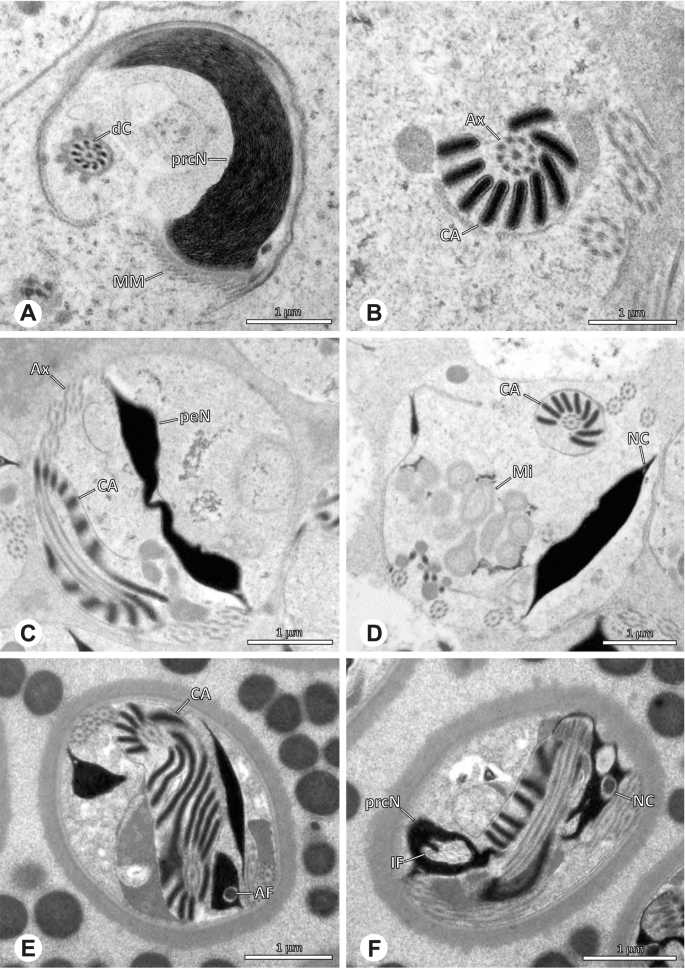 figure 40