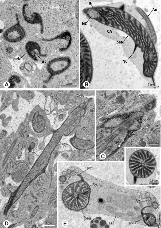 figure 50