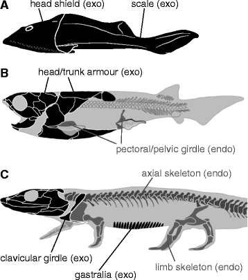 Evolution of the vertebrate skeleton: morphology, embryology, and  development | Zoological Letters | Full Text