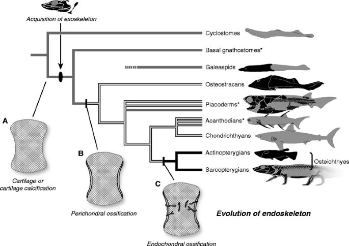 Evolution of the vertebrate skeleton: morphology, embryology, and  development | Zoological Letters | Full Text
