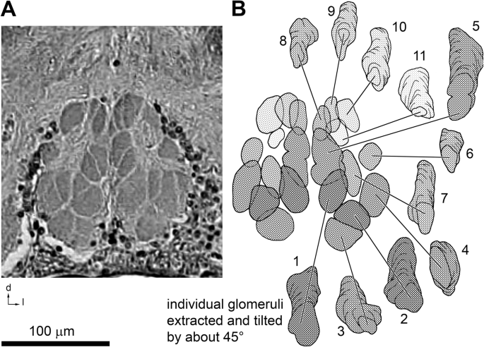 Primary Processing Neuropils Associated With The Malleoli Of Camel Spiders Arachnida Solifugae A Re Evaluation Of Axonal Pathways Zoological Letters Full Text