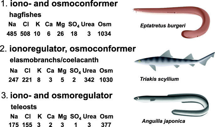The digestive tract as an essential organ for water acquisition in marine  teleosts: lessons from euryhaline eels | Zoological Letters | Full Text