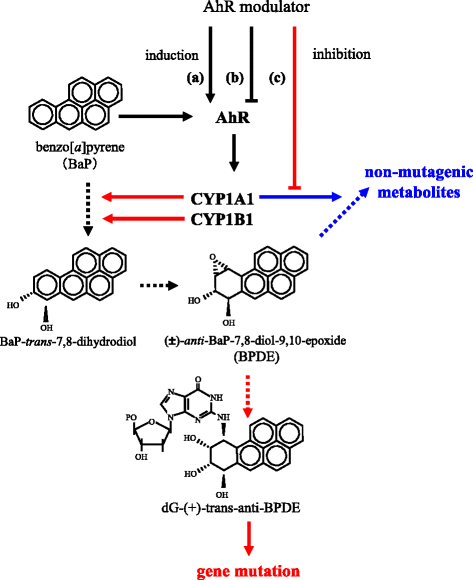 Modulation of benzo[a]pyrene–DNA adduct formation by CYP1 inducer and  inhibitor | Genes and Environment | Full Text