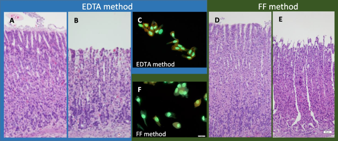 In Vivo Rat Micronucleus Test - STEMart