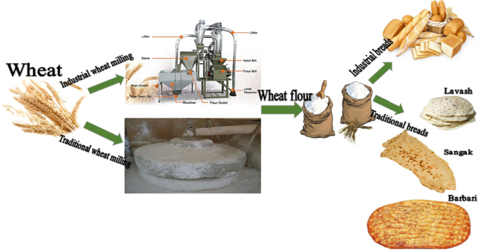 research paper on bread wheat figure 1
