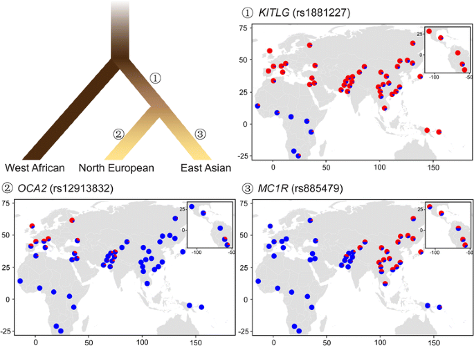 Adaptation of human skin color in various populations | Hereditas | Full  Text