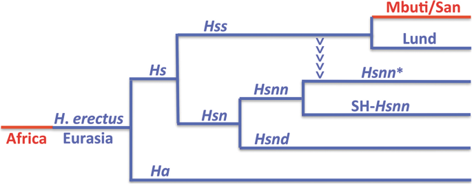 human evolution phylogeny