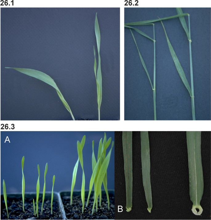 figure 26