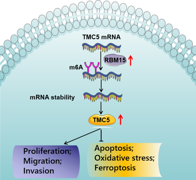 RBM15 promotes COAD progression by regulating the m6A modification of ...
