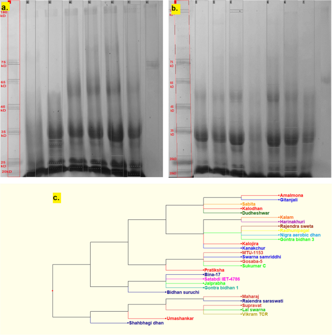 Ensuring safe infant nutrition: amylose-enriched reconstituted rice ...
