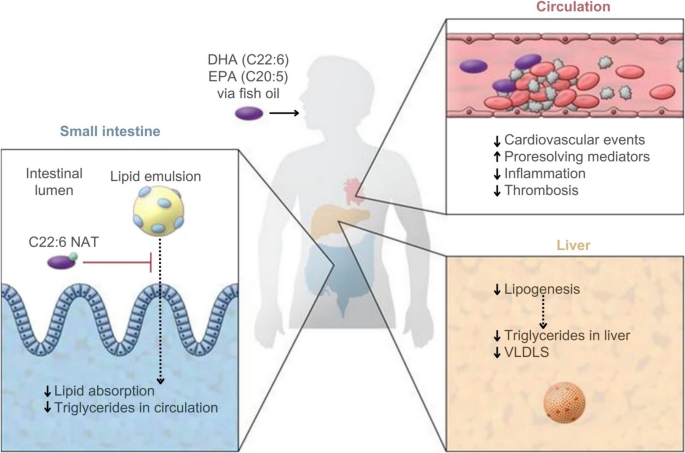 Effects of omega-3 fatty acids (n-3 PUFAs) on cardiovascular and ...