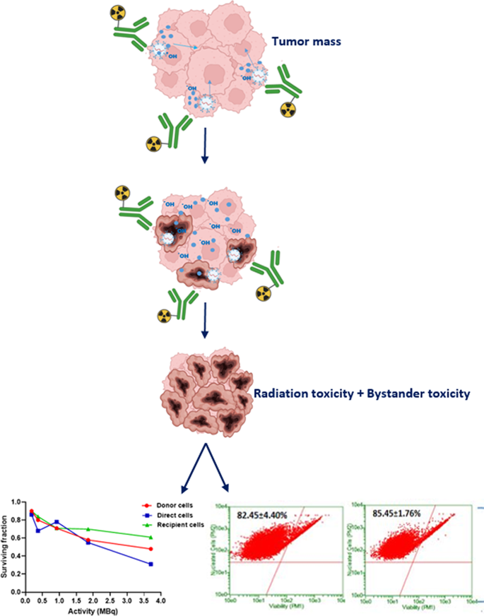 Assessing the radiation-induced bystander effect in radionuclide ...