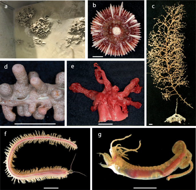 The lower bathyal and abyssal seafloor fauna of eastern Australia | Marine Biodiversity Records | Full Text The lower bathyal and abyssal seafloor fauna of eastern Australia | Marine Biodiversity Records | Full Text