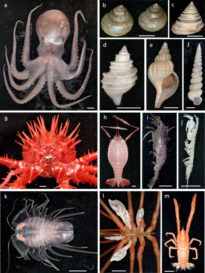The lower bathyal and abyssal seafloor fauna of eastern Australia | Marine  Biodiversity Records | Full Text