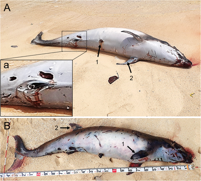 The First Record Of A Longman S Beaked Whale Indopacetus Pacificus Newborn Neonate Found On Miyako Island Okinawa Japan Marine Biodiversity Records Full Text