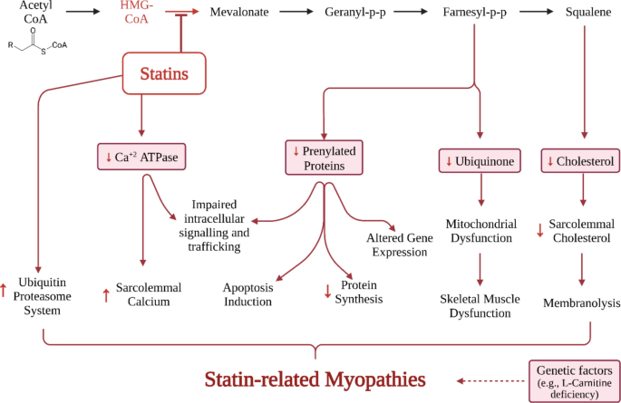 l-carnitine for statin myopathy Reengineering therapy to protect skeletal muscle: nanocarrier strategies mitigating mitochondrial dysfunction and myotoxicity | Inflammation and Regeneration KLOW Stack Storage and complete nutrition Varianti:120 cps - 2 flaconi da 60 cps