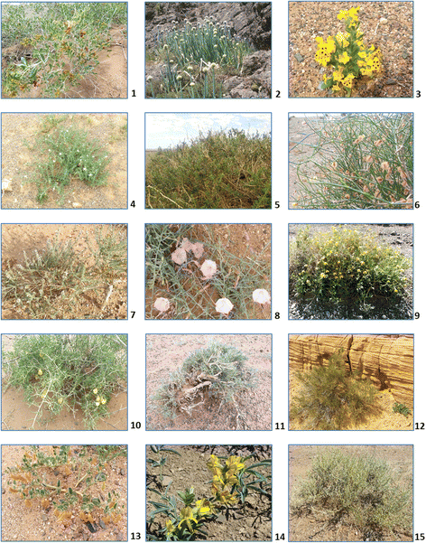 Medicinal plant diversity in the southern and eastern Gobi Desert region, Mongolia | Journal of Ecology and Environment | Full Text Medicinal plant diversity in the southern and eastern Gobi Desert region, Mongolia | Journal of Ecology and Environment | Full Text