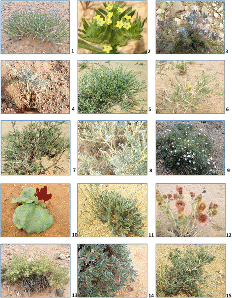 Medicinal plant diversity in the southern and eastern Gobi Desert region, Mongolia | Journal of Ecology and Environment | Full Text Medicinal plant diversity in the southern and eastern Gobi Desert region, Mongolia | Journal of Ecology and Environment | Full Text