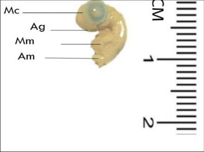 Embryotoxicity of fluconazole on developing chick embryos | The 