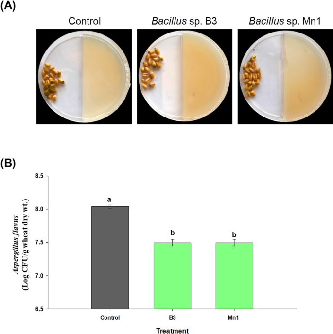 Biocontrol of Aspergillus flavus in stored wheat using Bacillus sp. B3 ...