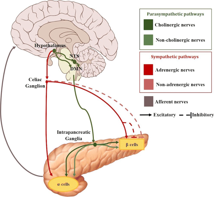 Review of the role of the nervous system in glucose homoeostasis ...