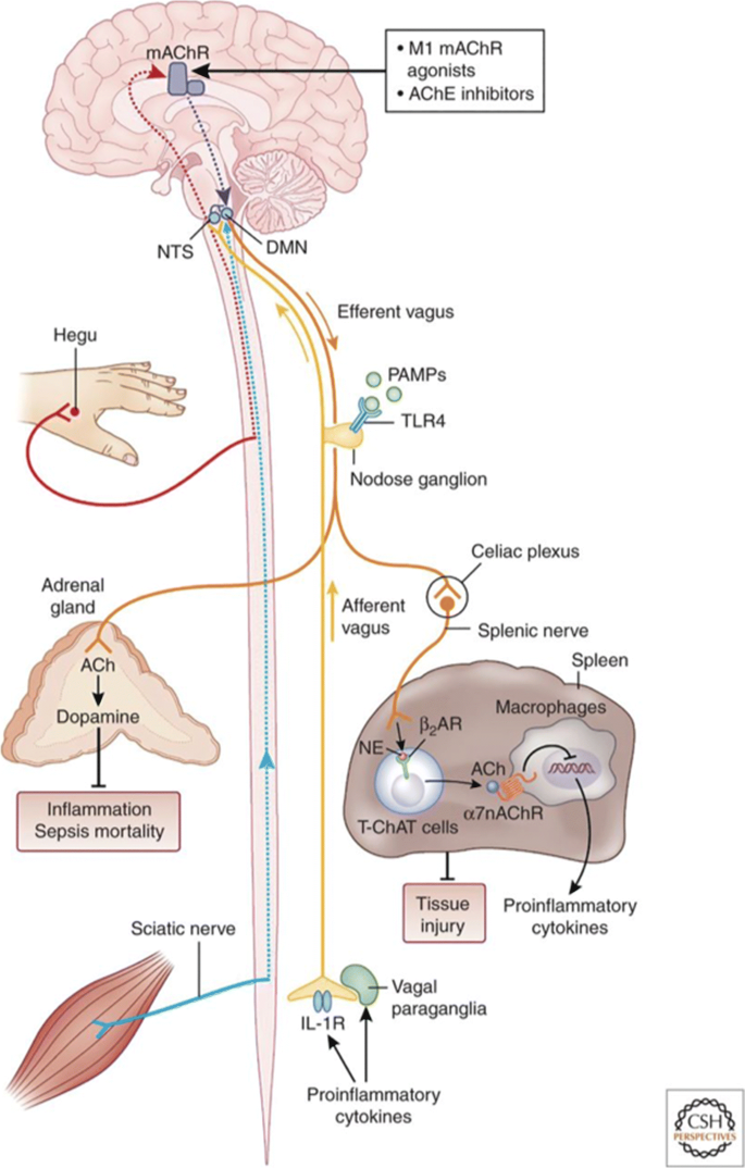 Frontiers  Sciatic–Vagal Nerve Stimulation by Electroacupuncture  Alleviates Inflammatory Arthritis in Lyme Disease-Susceptible C3H Mice