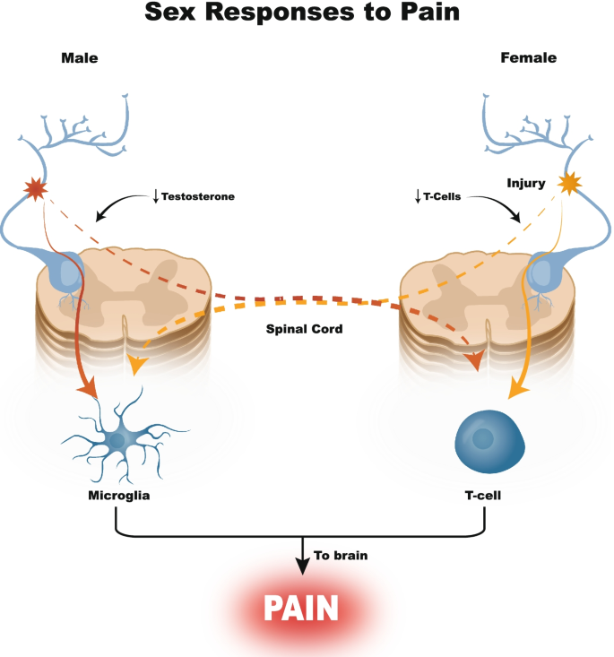 Chronic pain solution: Spinal cord stimulators (SCS) versus scrambler  therapy