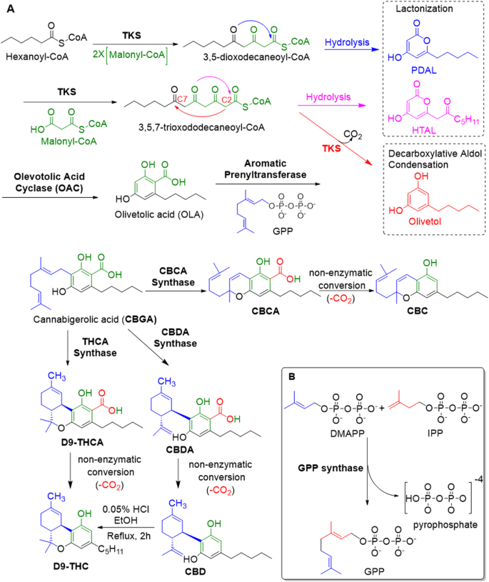 The biosynthesis of the cannabinoids | Journal of Cannabis Research | Full  Text