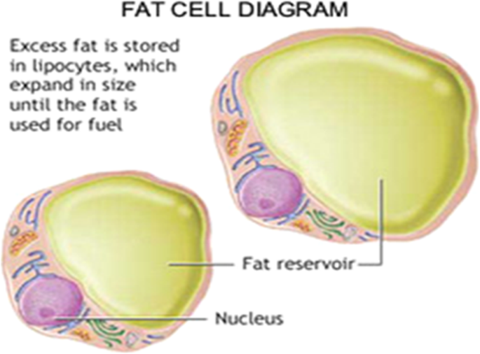 simple fat cell diagram