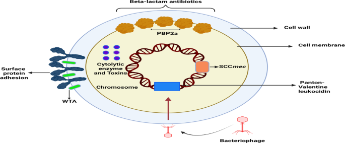 mrsa research paper pdf figure 4
