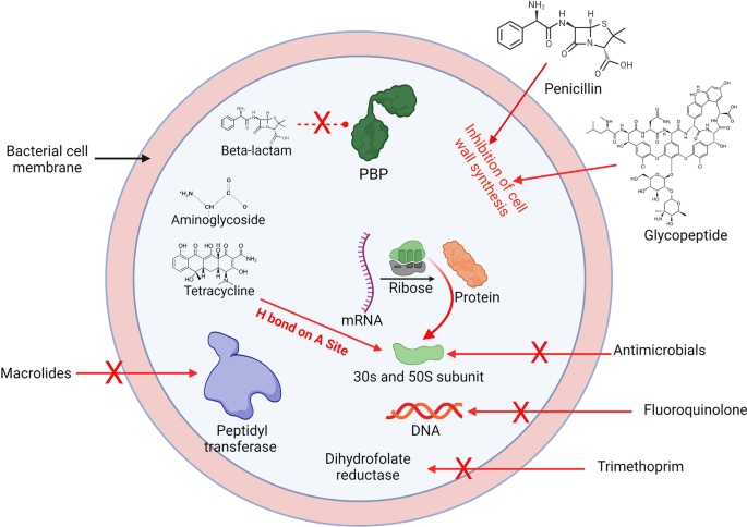 methicillin-resistant Staphylococcus aureus (MRSA) - News, Articles,  Whitepapers - Drug Target Review