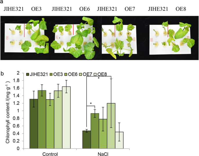 An isopentyl transferase gene driven by the senescence-inducible SAG12  promoter improves salinity stress tolerance in cotton | Journal of Cotton  Research | Full Text