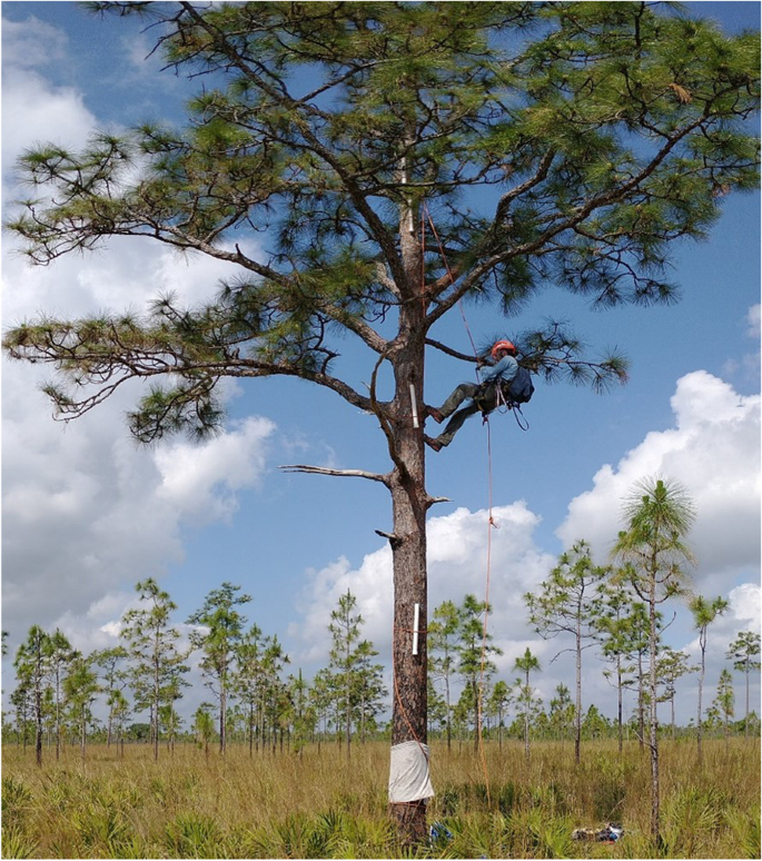 Canopies, the Final Frog-tier: exploring responses of a specialist treefrog  to prescribed fire in a pyrogenic ecosystem, Fire Ecology