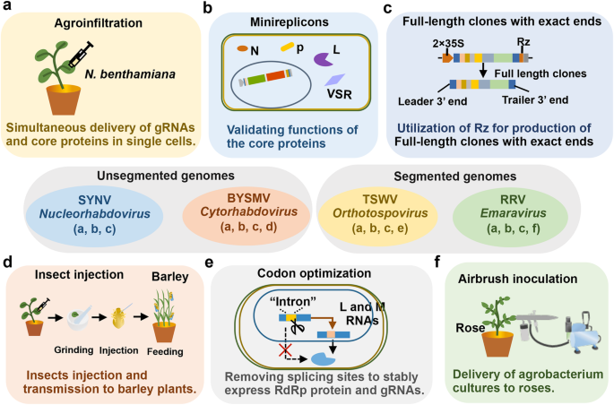 Reverse Genetics Systems Of Plant Negative Strand Rna Viruses Are Difficult To Be Developed But Powerful For Virus Host Interaction Studies And Virus Based Vector Applications Phytopathology Research Full Text