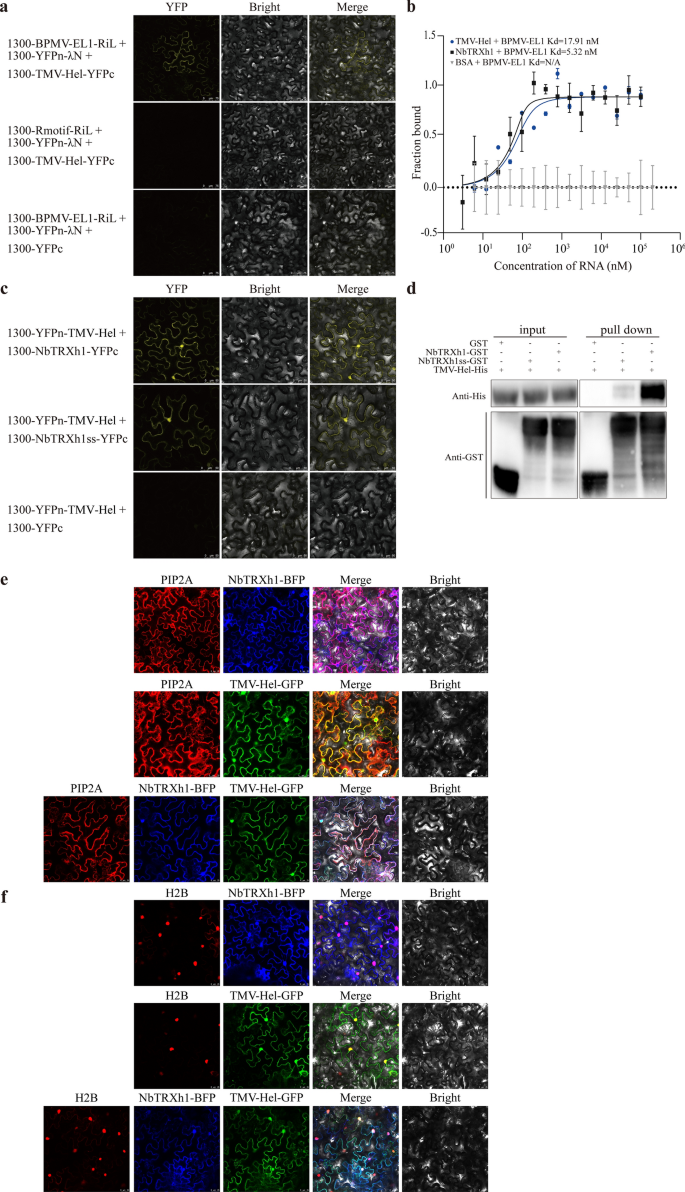 A tobamovirus RNA motif and TMV-Hel cooperatively suppress the host defense  factor TRX | Phytopathology Research | Springer Nature Link
