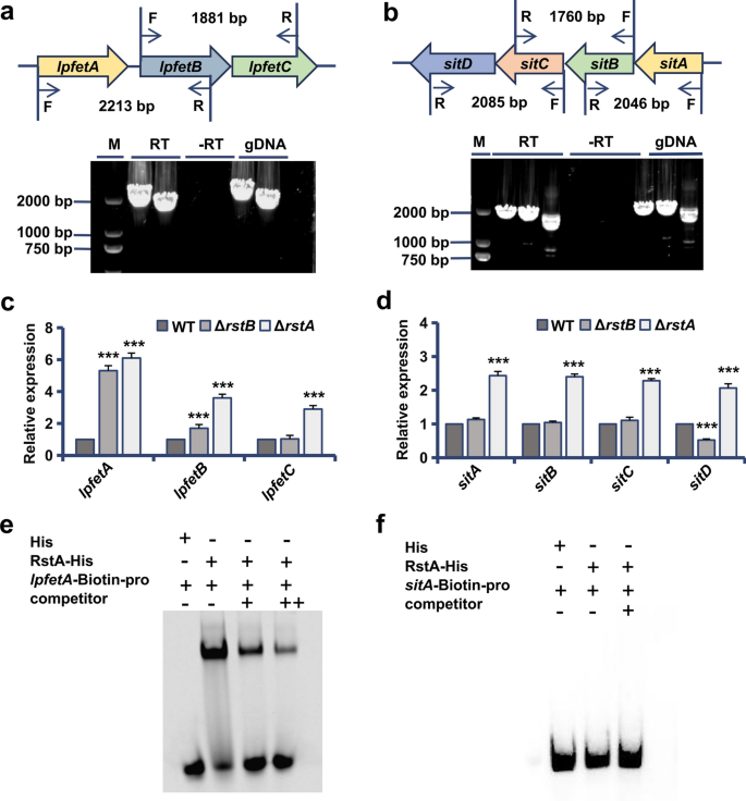 The two-component system RstB/RstA regulates virulence through the Fe3 ...