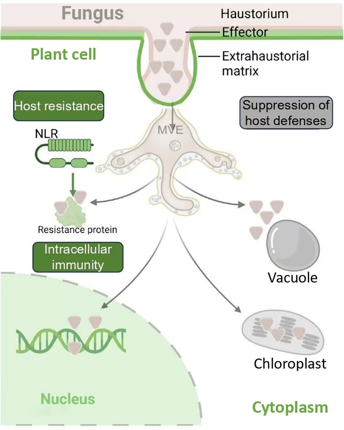 Colletotrichum: a versatile fungal genus with diverse infection ...