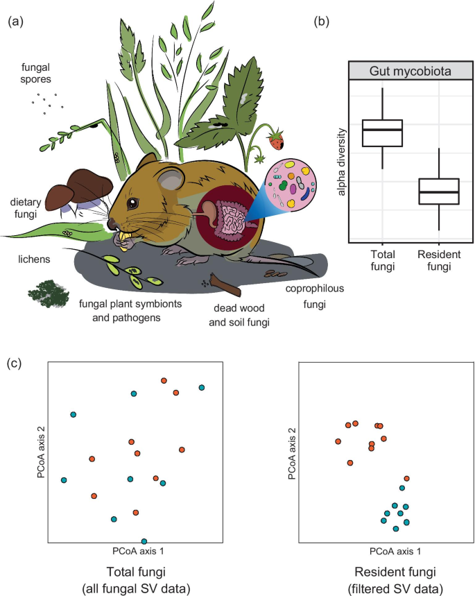 Defining gut mycobiota for wild animals: a need for caution in assigning authentic resident fungal taxa | Animal Microbiome | Full Text Defining gut mycobiota for wild animals: a need for caution in assigning authentic resident fungal taxa | Animal Microbiome | Full Text